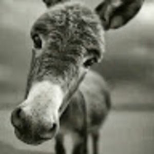 Meet your Posher, Edgardo